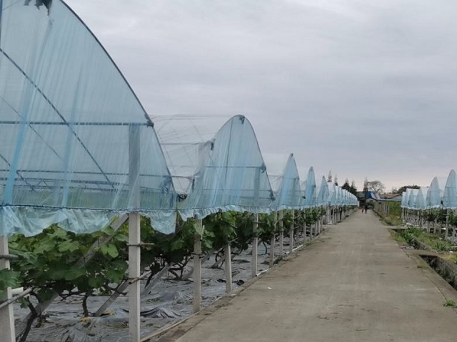 公司自有葡萄種植基地(dì / de)01
