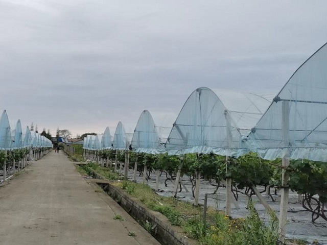公司自有葡萄種植基地(dì / de)02