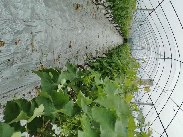 公司自有葡萄種植基地(dì / de)03