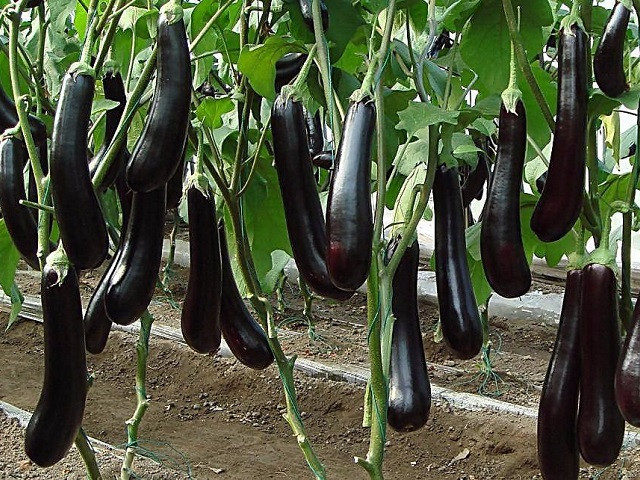 茄子(zǐ)配送